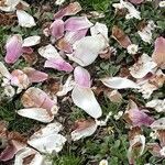 Magnolia × soulangeana Прочее