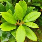 Laurus azorica Hoja