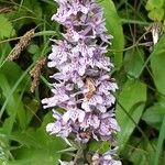 Dactylorhiza fuchsiiBlodyn