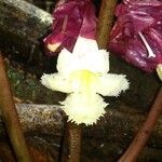 Drymonia turrialvae Flower