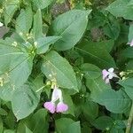 Impatiens balfouriKwiat