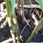 Miscanthus × longiberbis Bark