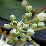 Tetradium daniellii Flower