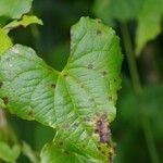 Dioscorea communis Leaf