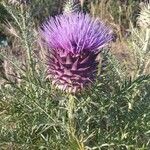 Cynara humilis ফুল