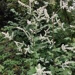 Actaea dahurica Habitat