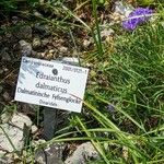 Edraianthus dalmaticus Övriga