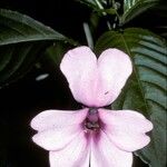 Impatiens flaccida Floro