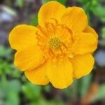 Trollius chinensis പുഷ്പം