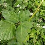 Rubus bertramii Blad