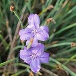 Aphyllanthes monspeliensis Blomma