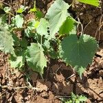 Abutilon grandiflorum Levél