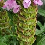 Prunella grandiflora Blomma