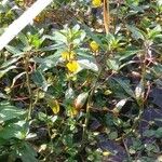 Ludwigia peploides Fula