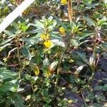 Ludwigia peploides Кветка