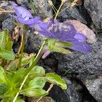 Viola cornuta Floare