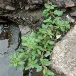 Stemodia verticillata Blatt