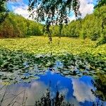 Nymphaea odorata 整株植物