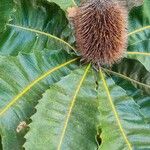 Banksia robur पत्ता