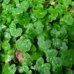 Hydrocotyle americana 葉