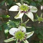 Clematis florida Kvet