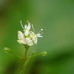 Circaea alpina Fiore