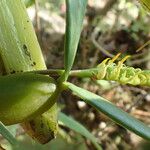 Bulbophyllum scaberulum Virág