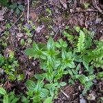 Spigelia marilandica Лист