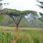 Acacia tortilis Folha