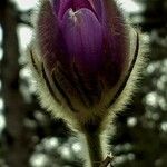 Pulsatilla grandis Flor