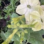 Nicotiana alata Blomst