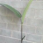 Heliconia psittacorum Fulla