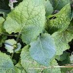 Salvia verticillata Blatt