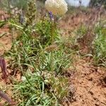 Eriogonum ovalifolium Leaf