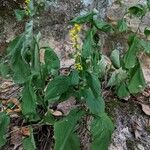 Solidago flexicaulis ഇല