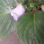 Gloxinia perennis Flower