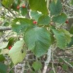 Crataegus macracantha Blad