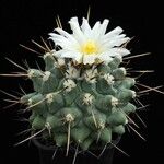 Thelocactus tulensis