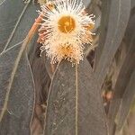 Eucalyptus globulus Цветок
