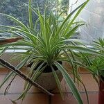 Chlorophytum comosumبرگ