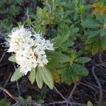 Rhododendron columbianum Hábito