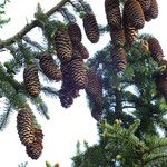 Picea abies Плод