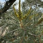 Pinus monophylla Leaf