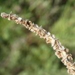 Salicornia europaea Froito