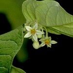 Solanum schlechtendalianum Іншае