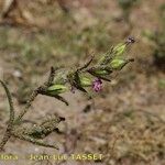 Silene ramosissima Λουλούδι