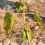 Martynia annua Leaf