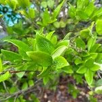 Ligustrum japonicum Leaf