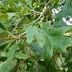 Quercus macrocarpa Blatt