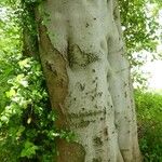 Fagus grandifolia Bark